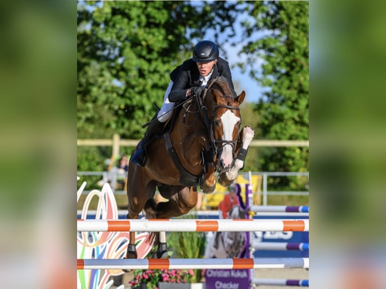 Oldenburger Hengst 1 Jaar 170 cm Vos in Radziejów