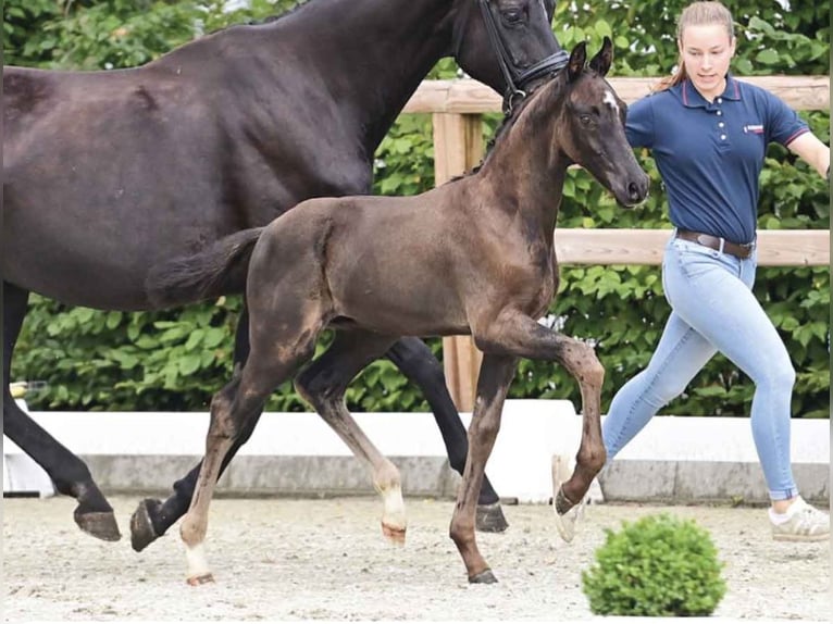 Oldenburger Hengst 1 Jaar 170 cm Zwart in breendonk