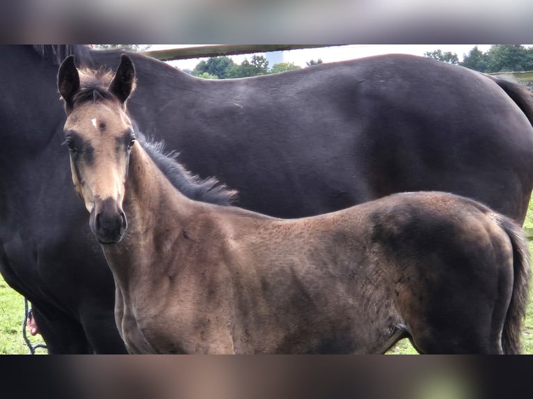 Oldenburger Hengst 1 Jaar 170 cm Zwartbruin in Ehrenburg