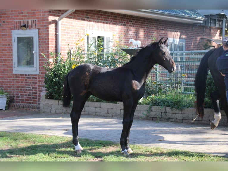 Oldenburger Hengst 1 Jaar 170 cm Zwartbruin in Eydelstedt