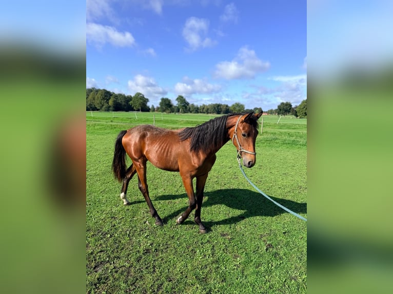Oldenburger Hengst 1 Jaar 172 cm Bruin in Großheide