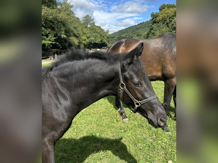 Oldenburger Hengst 1 Jaar 172 cm Zwart in Lahr/Schwarzwald