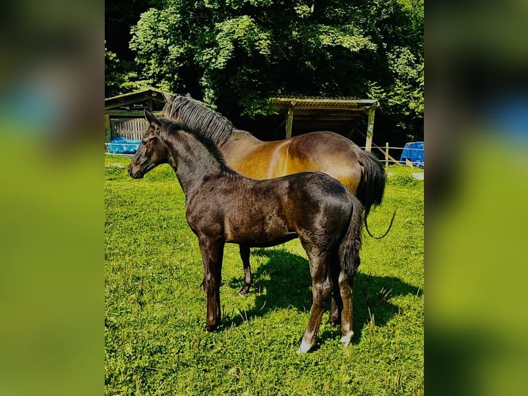 Oldenburger Hengst 1 Jaar 172 cm Zwart in Lahr/Schwarzwald