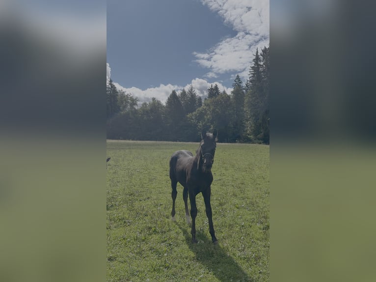 Oldenburger Hengst 1 Jaar 172 cm Zwart in Lahr/Schwarzwald
