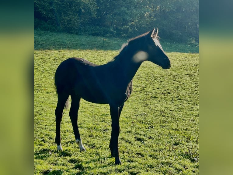 Oldenburger Hengst 1 Jaar 172 cm Zwart in Lahr/Schwarzwald