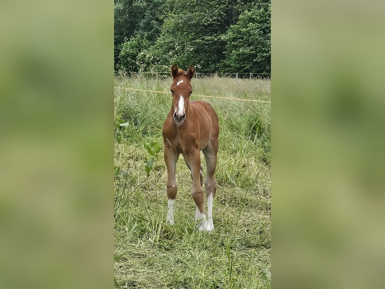 Oldenburger Hengst 1 Jaar 173 cm Donkere-vos in Isny im Allgäu