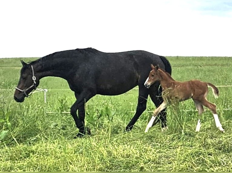 Oldenburger Hengst 1 Jaar 173 cm Donkere-vos in Isny im Allgäu