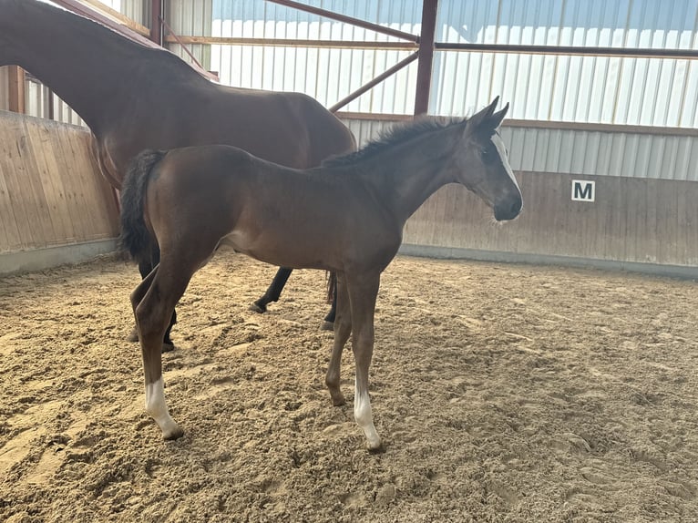 Oldenburger Hengst 1 Jaar 173 cm Zwartbruin in BergBerg