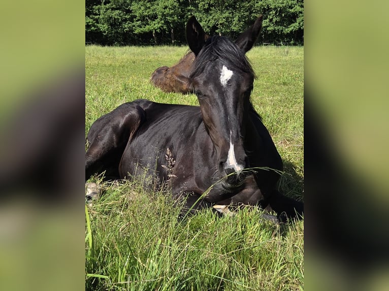 Oldenburger Hengst 1 Jaar 175 cm Zwartbruin in Bleckede