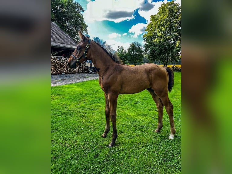 Oldenburger Hengst 1 Jaar Bruin in Garthe