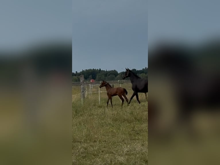 Oldenburger Hengst 1 Jaar Bruin in Großenkneten