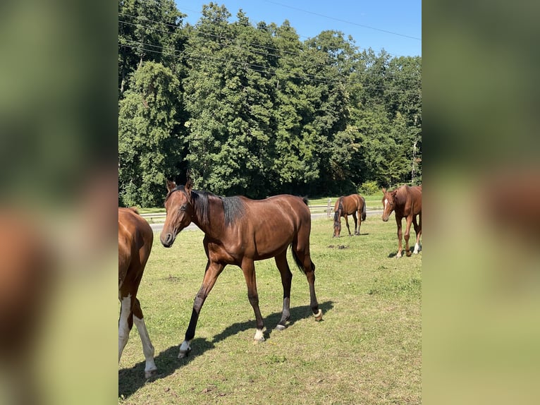 Oldenburger Hengst 1 Jaar Bruin in &#xDC;berlingen