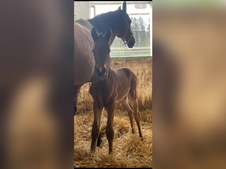 Oldenburger Hengst 1 Jaar Bruin in Überlingen