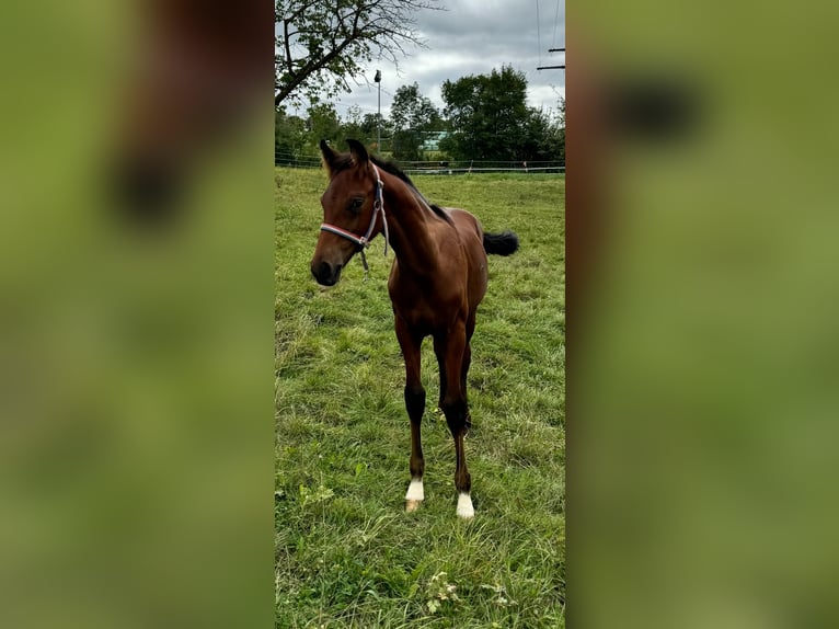Oldenburger Hengst 1 Jaar Bruin in Überlingen