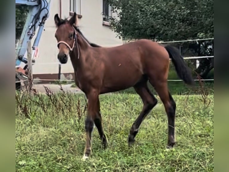Oldenburger Hengst 1 Jaar Bruin in Überlingen