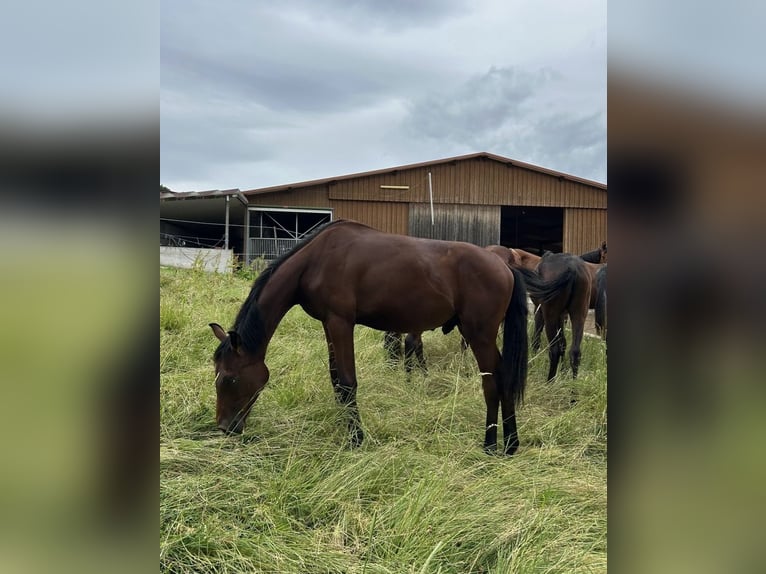 Oldenburger Hengst 1 Jaar Bruin in &#xDC;berlingen