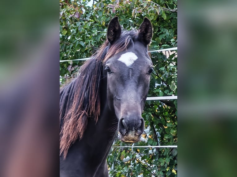 Oldenburger Hengst 1 Jaar Bruin in Sankt Wolfgang