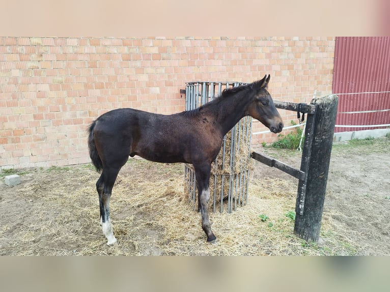 Oldenburger Hengst 1 Jaar Donkerbruin in Lindhorst