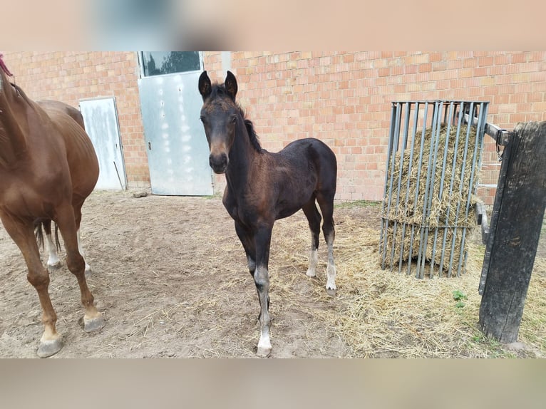 Oldenburger Hengst 1 Jaar Donkerbruin in Lindhorst