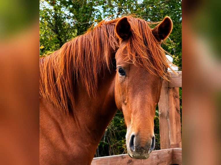 Oldenburger Hengst 1 Jaar Donkere-vos in Oeversee