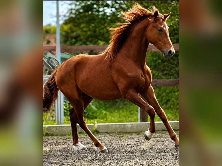 Oldenburger Hengst 1 Jaar Donkere-vos in Oeversee