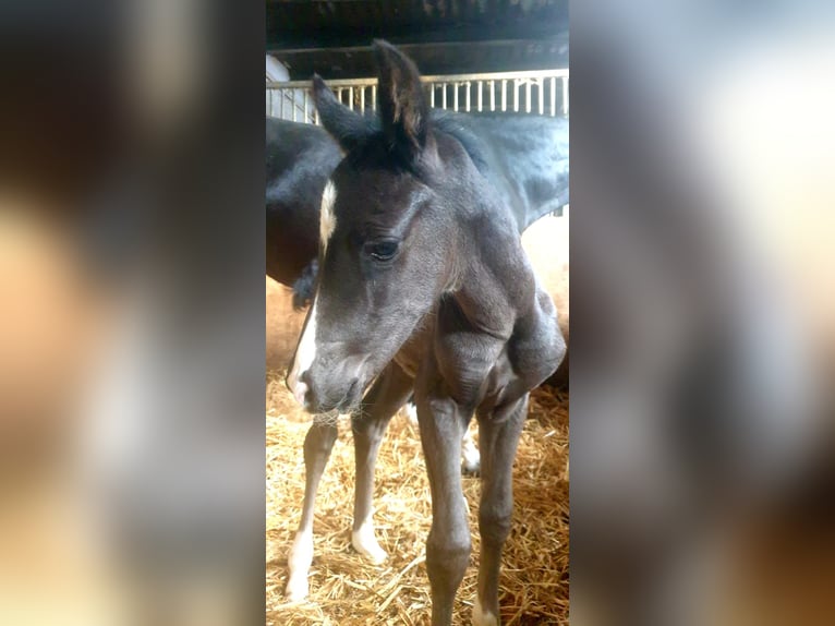 Oldenburger Hengst 1 Jaar in Wülfrath