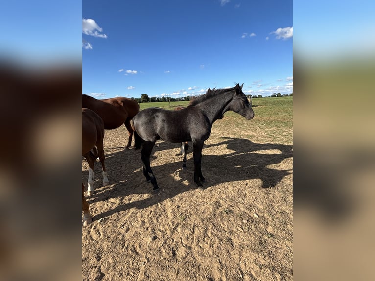 Oldenburger Hengst 1 Jaar kan schimmel zijn in Berlin