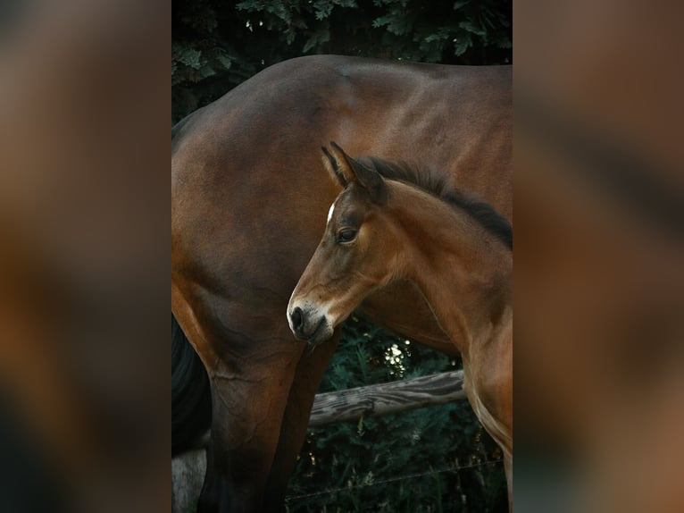 Oldenburger Hengst 1 Jaar in Rotenburg (W&#xFC;mme)
