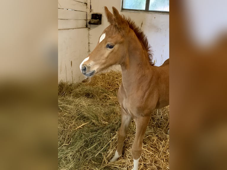 Oldenburger Hengst 1 Jaar Vos in Dahlenburg