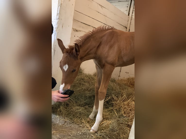 Oldenburger Hengst 1 Jaar Vos in Dahlenburg