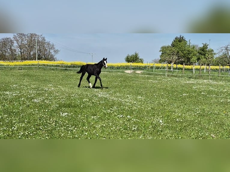 Oldenburger Hengst 1 Jaar Zwart in Bruchsal