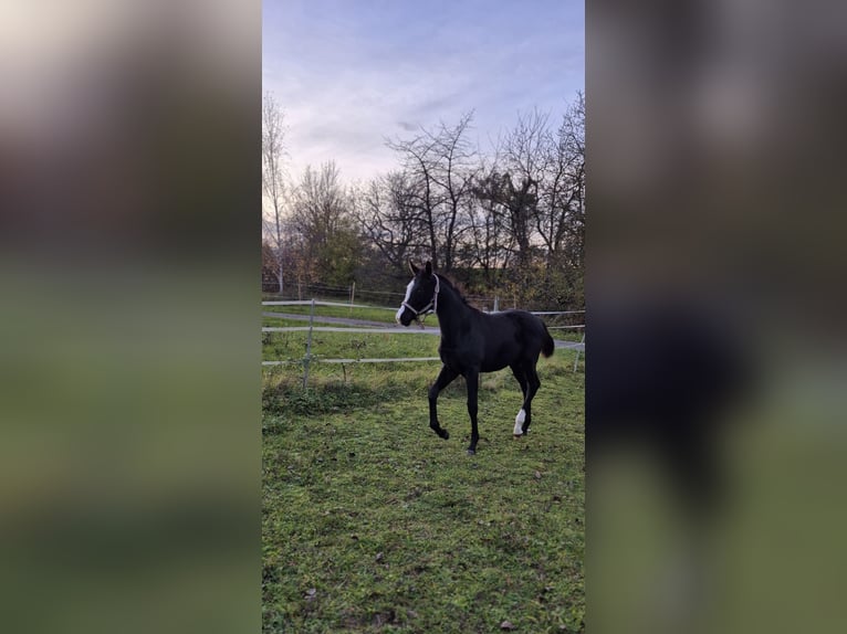 Oldenburger Hengst 1 Jaar Zwart in Bruchsal