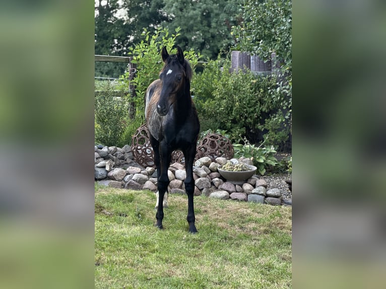 Oldenburger Hengst 1 Jaar Zwart in Ihlow