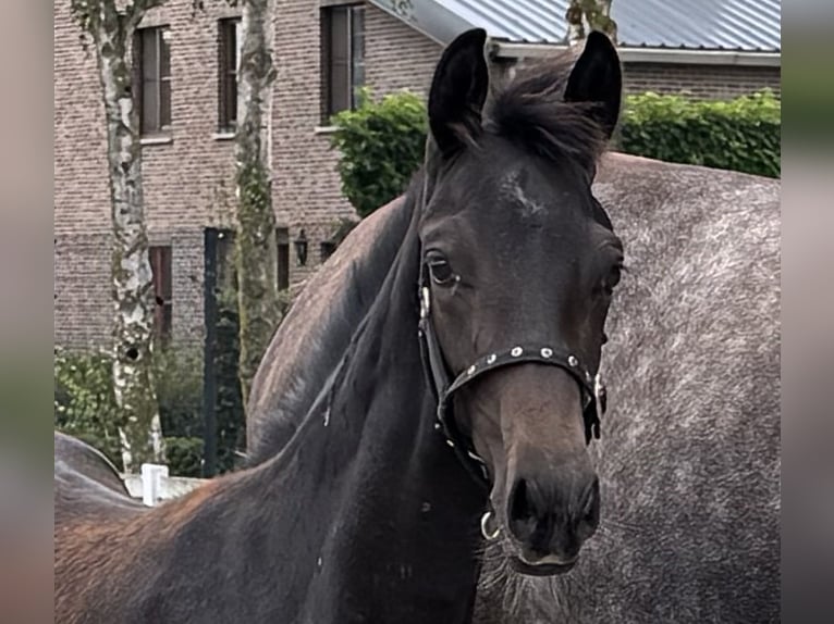 Oldenburger Hengst 1 Jaar Zwart in Puurs