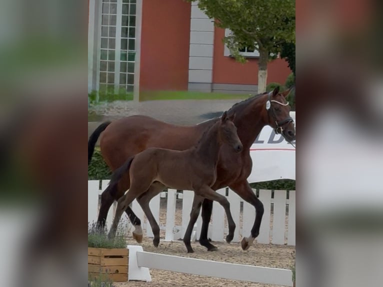 Oldenburger Hengst 1 Jaar Zwartbruin in Grebin