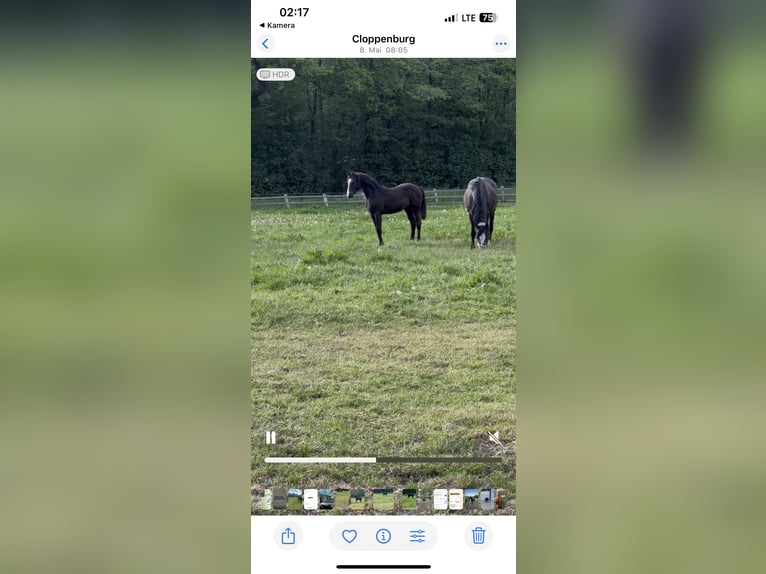 Oldenburger Hengst 1 Jaar Zwartbruin in Essen (Oldenburg)