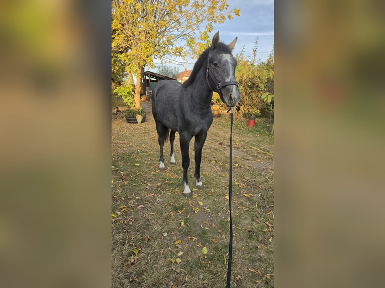 Oldenburger Hengst 1 Jahr 153 cm Schimmel in Üllő
