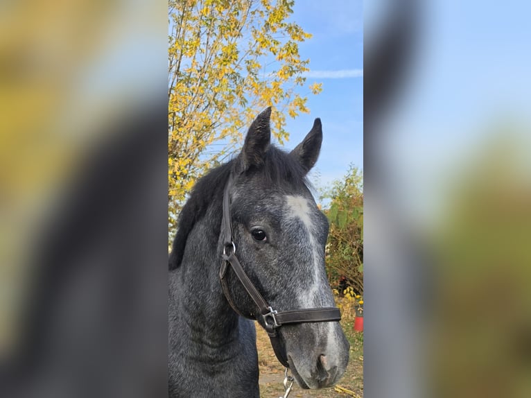 Oldenburger Hengst 1 Jahr 153 cm Schimmel in Üllő