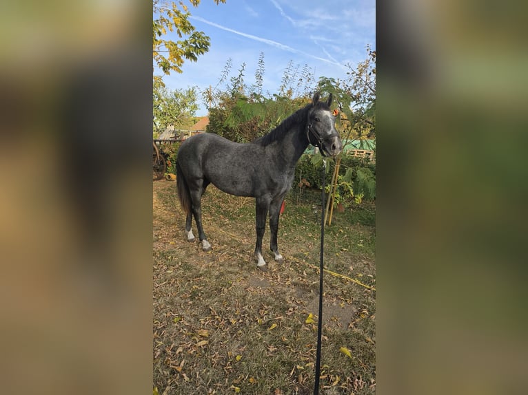 Oldenburger Hengst 1 Jahr 153 cm Schimmel in Üllő