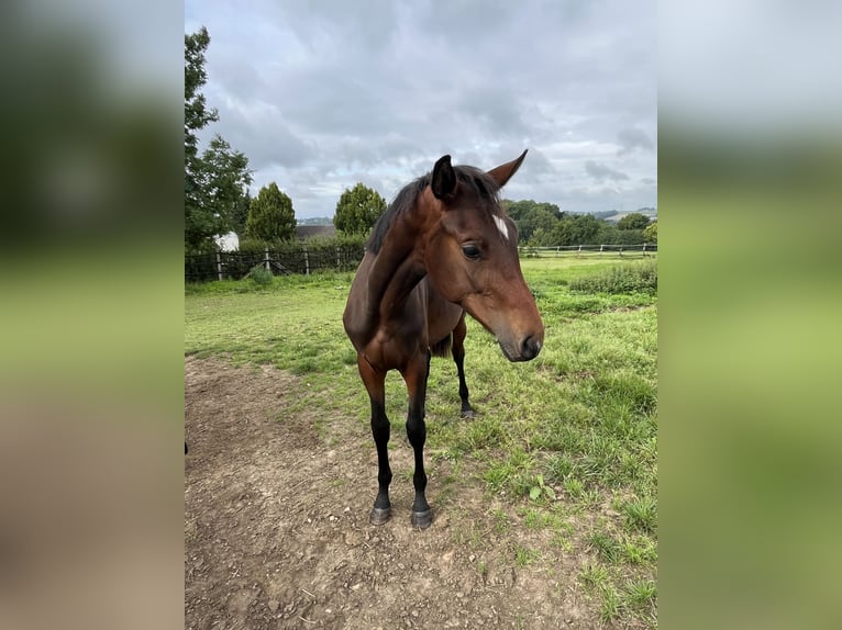Oldenburger Hengst 1 Jahr 155 cm Brauner in Hiddenhausen