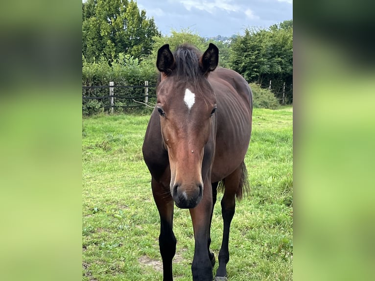 Oldenburger Hengst 1 Jahr 155 cm Brauner in Hiddenhausen