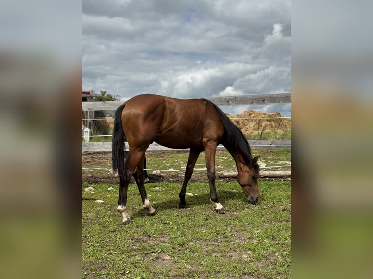 Oldenburger Hengst 1 Jahr 160 cm Brauner in Themar