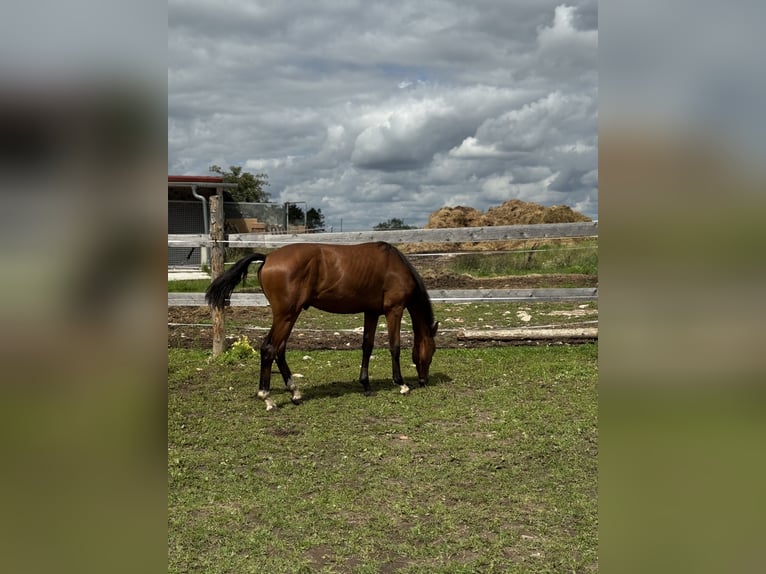 Oldenburger Hengst 1 Jahr 160 cm Brauner in Themar