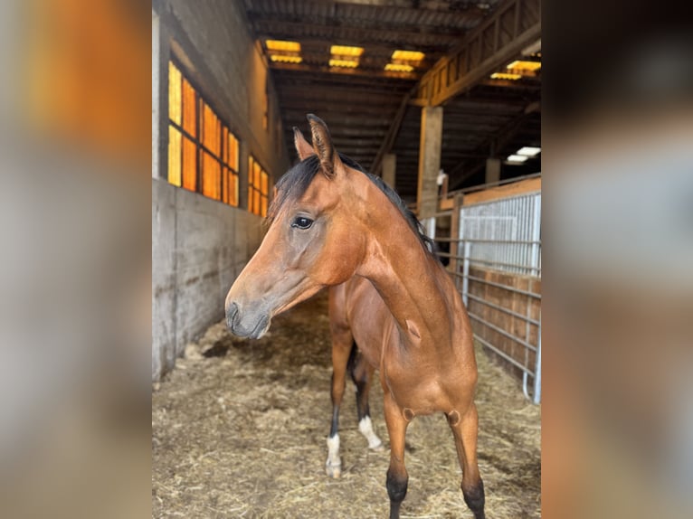 Oldenburger Hengst 1 Jahr 160 cm Brauner in Themar