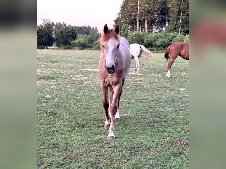 Oldenburger Hengst 1 Jahr 165 cm Schimmel in Brokstedt
