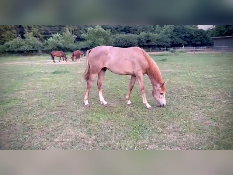 Oldenburger Hengst 1 Jahr 165 cm Schimmel in Brokstedt