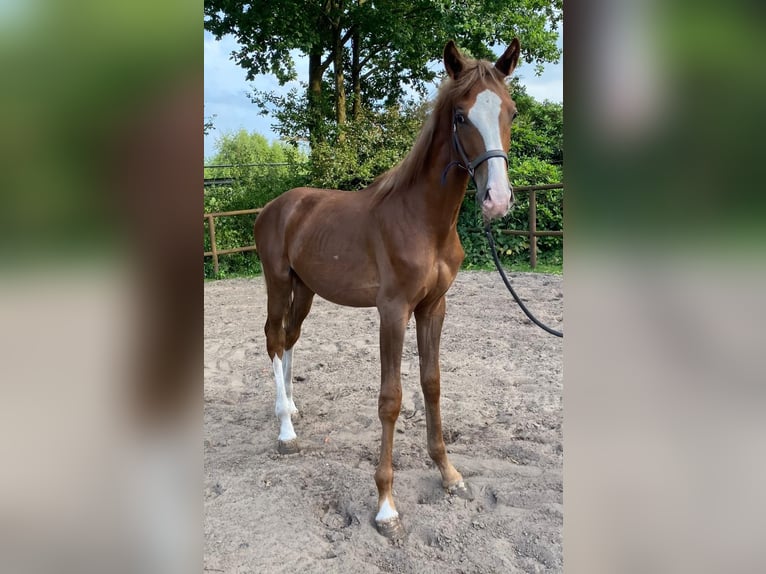 Oldenburger Hengst 1 Jahr 167 cm Fuchs in Twist