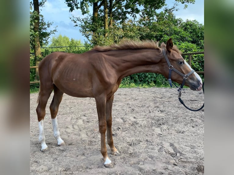 Oldenburger Hengst 1 Jahr 167 cm Fuchs in Twist