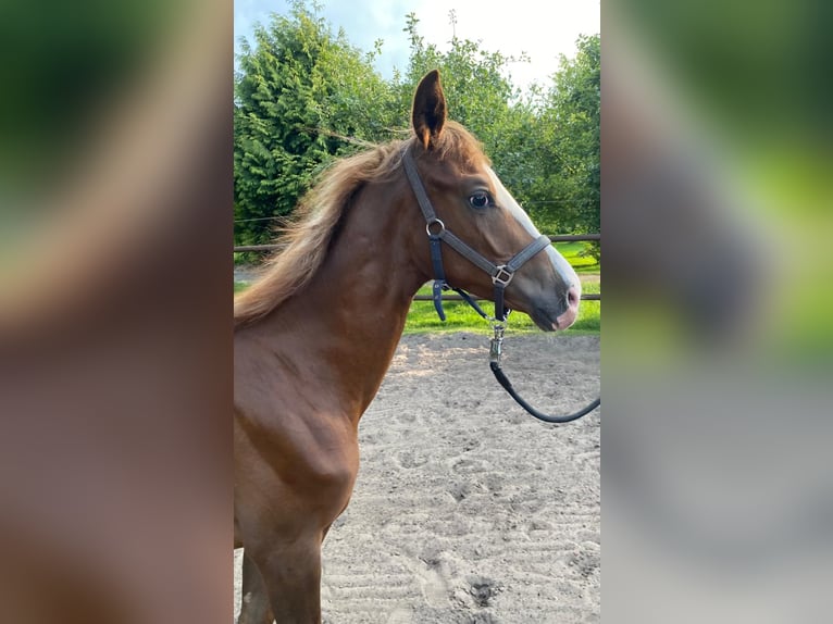 Oldenburger Hengst 1 Jahr 167 cm Fuchs in Twist