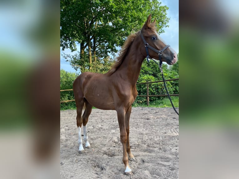 Oldenburger Hengst 1 Jahr 167 cm Fuchs in Twist